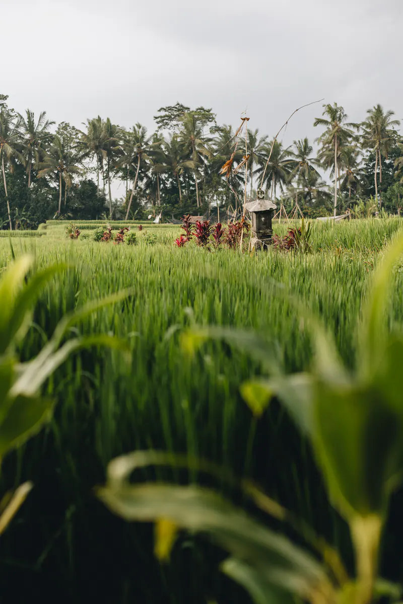 Young rice plants in front of a paddy lined with palms