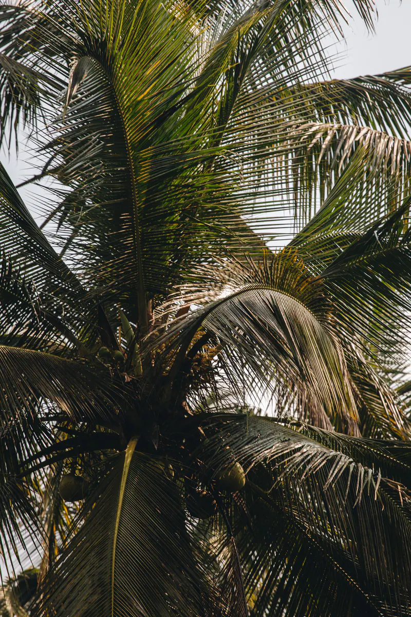 Looking up into the fronds of a coconut palm