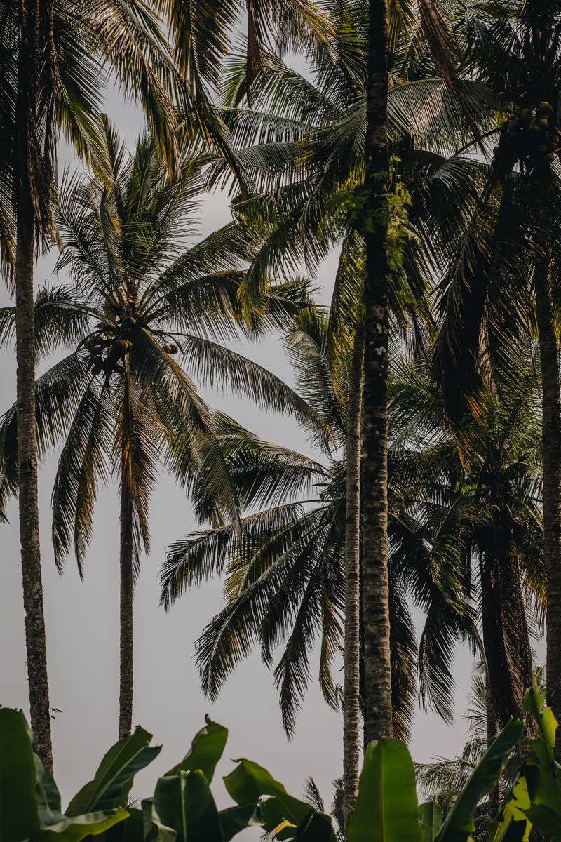 Tall palms against a grey sky