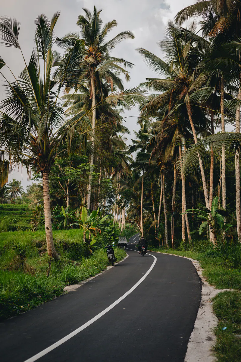 A road winding through palm trees