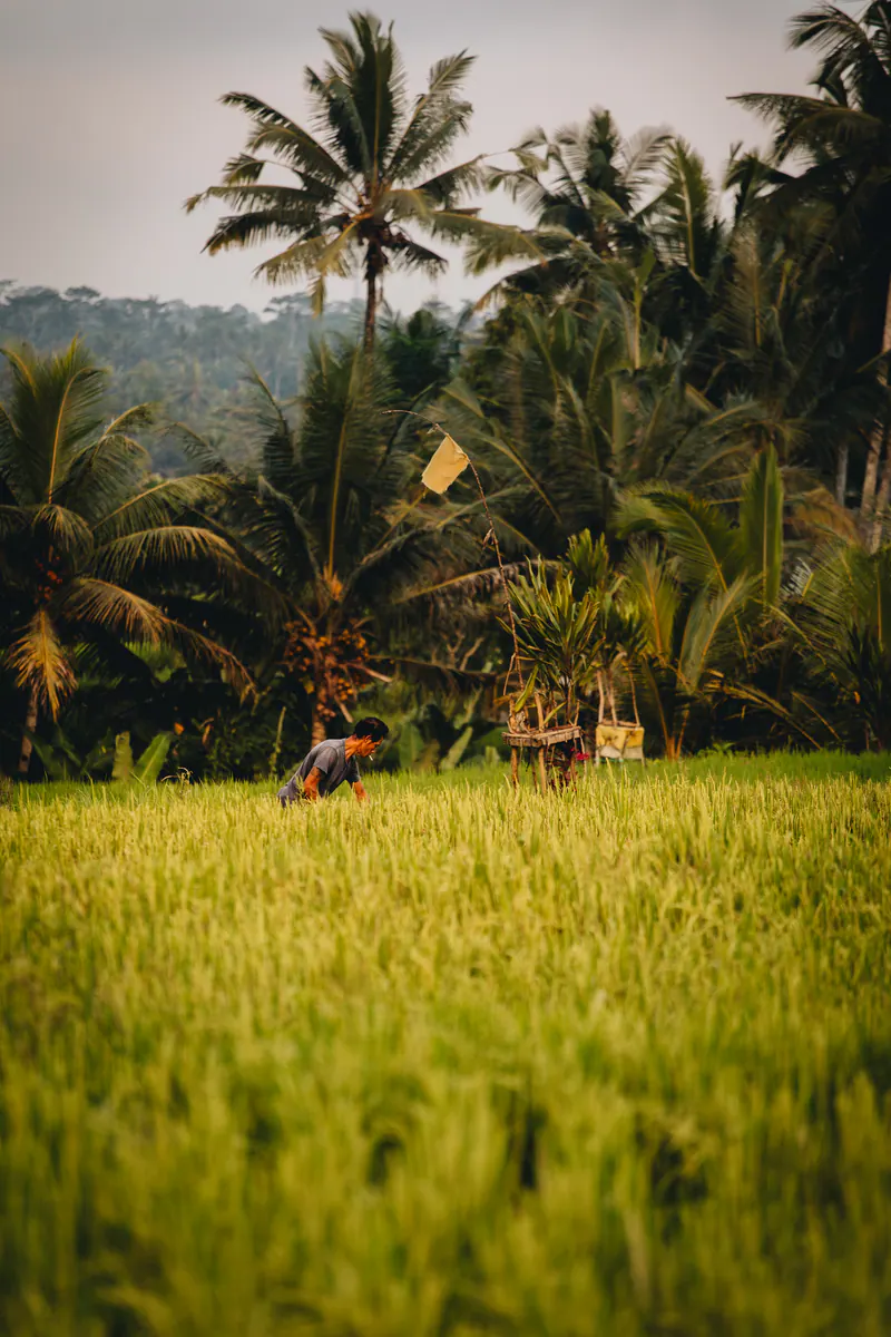 A farmer working in a golden rice field below palms
