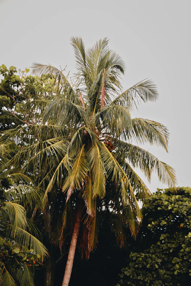 A coconut palm among dense trees against a grey sky