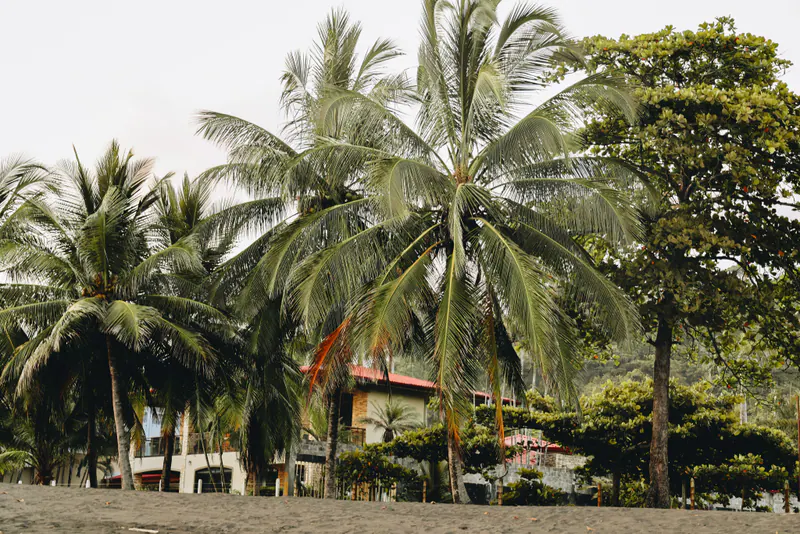 Palms and a red-roofed building at the edge of a beach