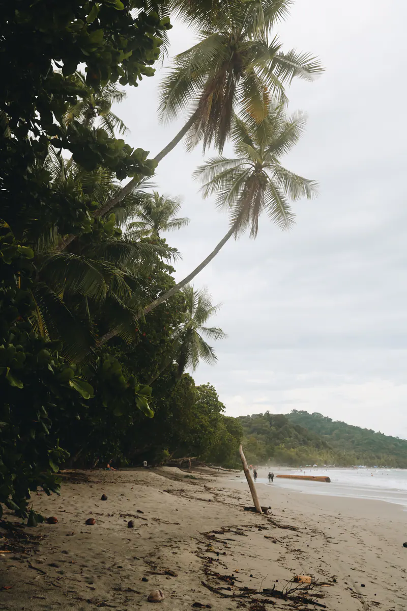 Palms leaning out over a quiet beach
