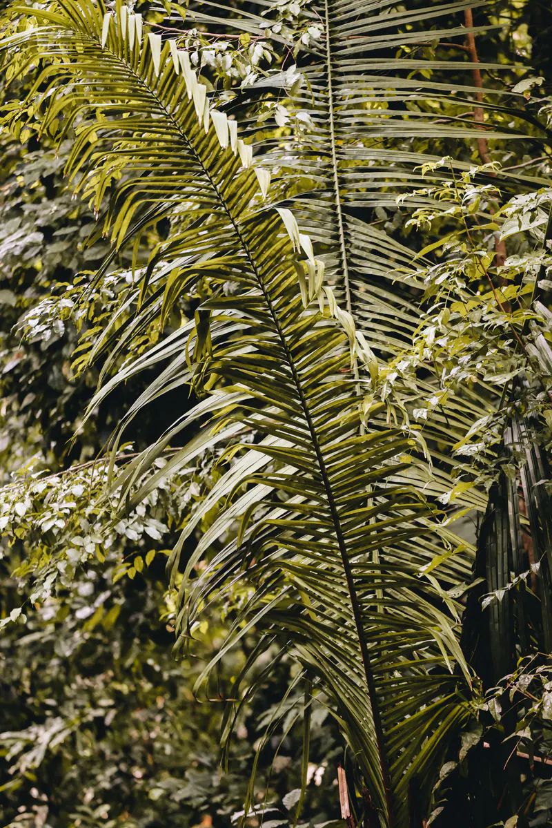 Large fern-like palm leaves, close up