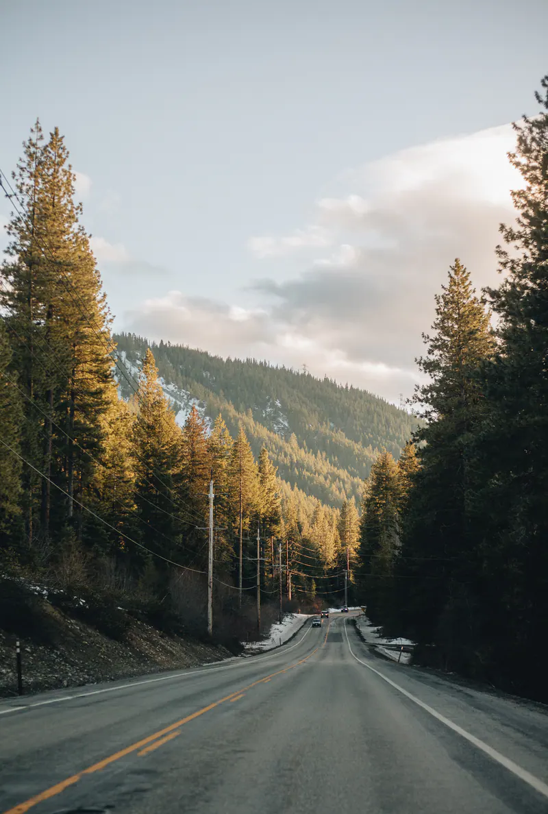 A road through fir forest with sun on the far hillside